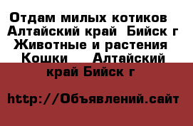 Отдам милых котиков - Алтайский край, Бийск г. Животные и растения » Кошки   . Алтайский край,Бийск г.